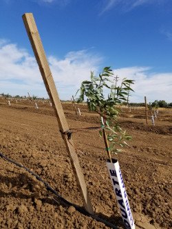 Almond Tree Stakes by Phoenix