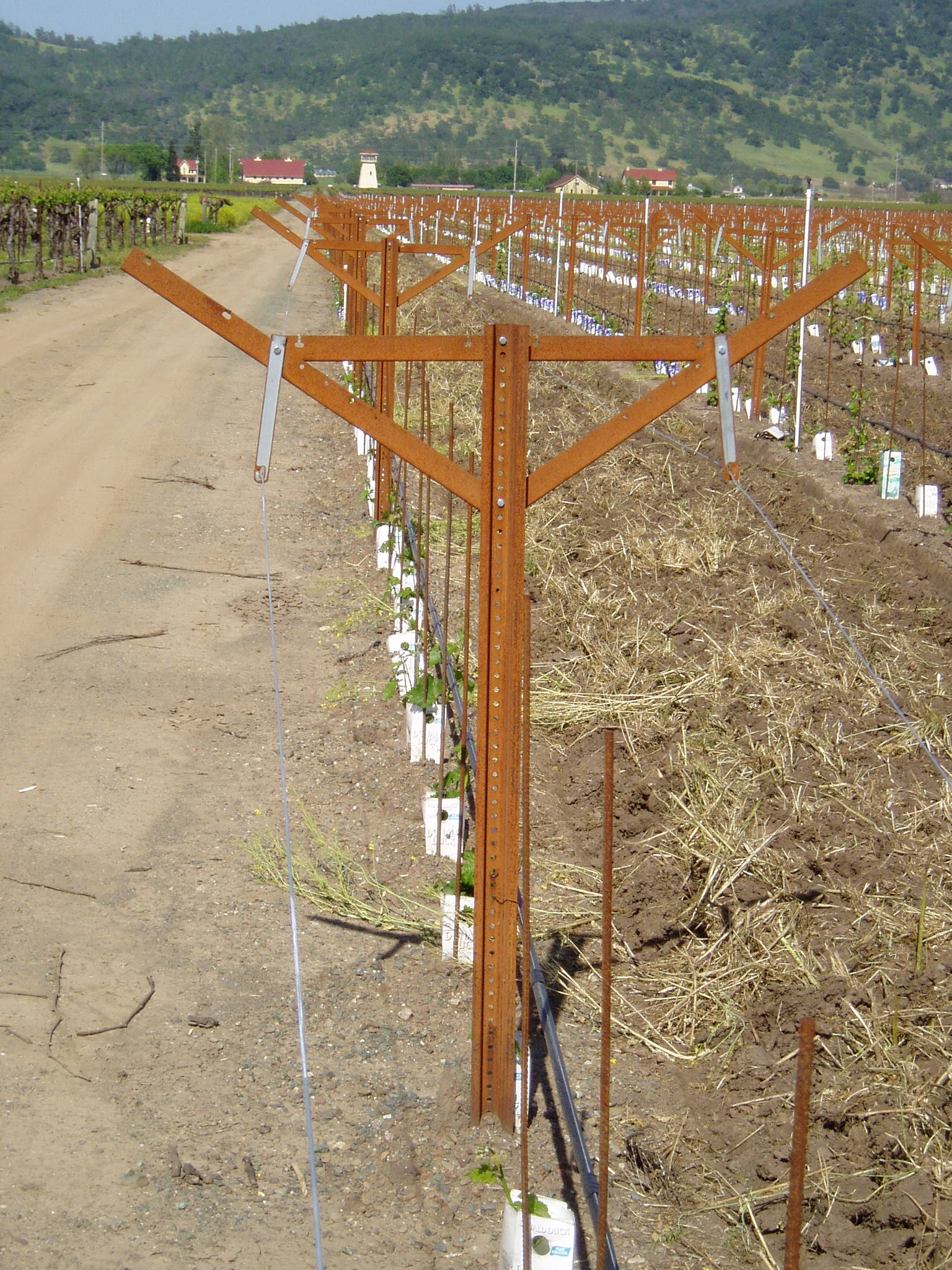 Steel Vineyard Posts