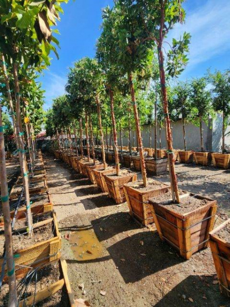Redwood Tree Boxes For Nurseries
