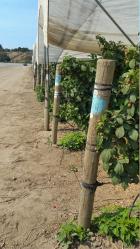 4 – 5 x 8 Oregon LPP CCA Treatment for Berry Farm End Post