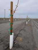 Round tree stake