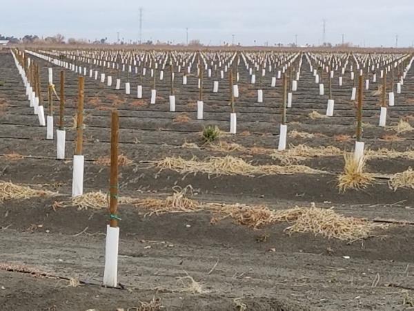 agriculture stakes