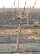 2 x 2 x 6 ACZA Treatment Oregon DF Pistachio Stake