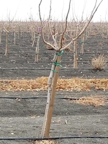 2 x 2 x 6 ACZA Treated Oregon Douglas Fir Pistachio Stake
