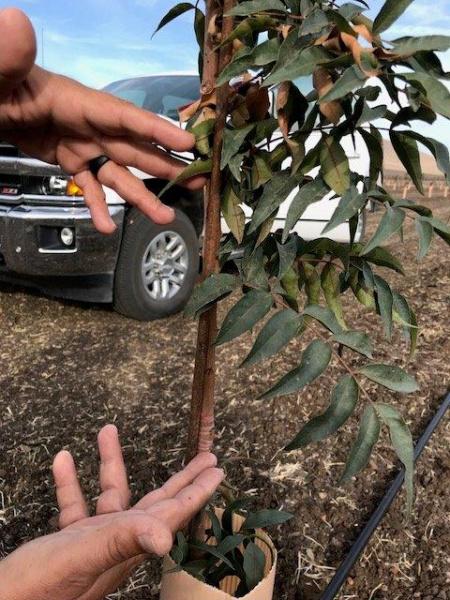 Steel Flexible Tree Stake in the field