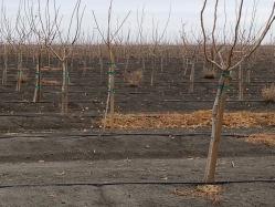 2 x 2 x 6 Pistachio Orchard with ACZA, Doug Fir stakes