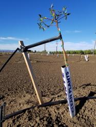 1 x 2 x 4 Oregon Almond Tree Stake