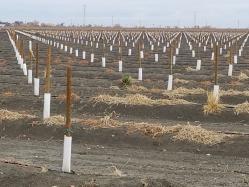 2 x 8 Doug Fir Round Tree Stakes, from Phoenix Enterprises