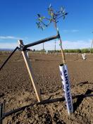 1 x 2 x 4 Oregon Almond Tree Stake