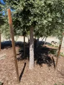 Three 2" x 10' round douglas fir tree stakes being used to support a mature tree