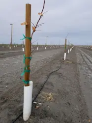 Heavy-Duty, Pre-Sorted Wood Tree Stakes and Fence Posts